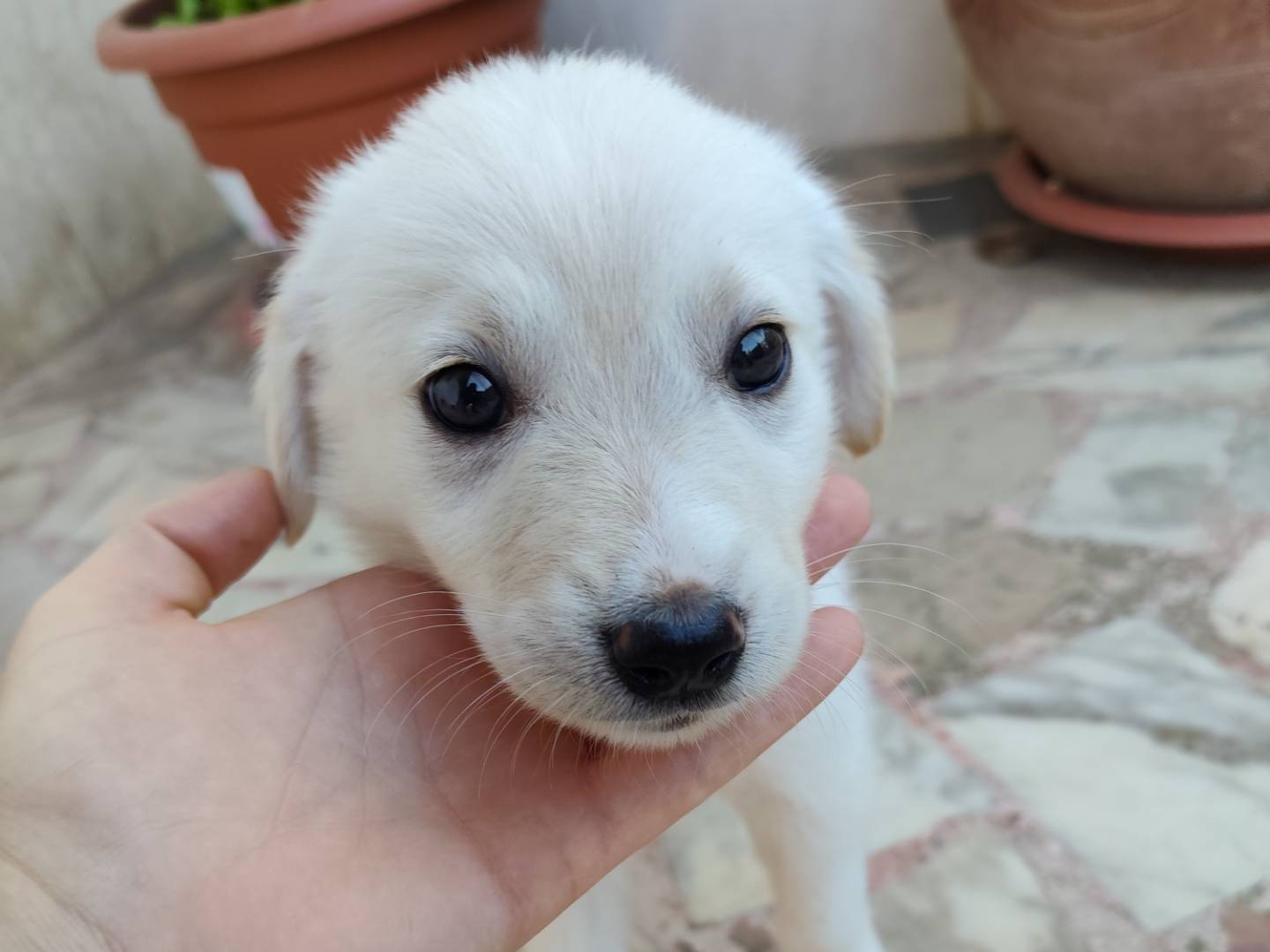 Adozione cane, maschio, Razza sconosciuta Razza sconosciuta, 3 mesi, taglia media, Catanzaro