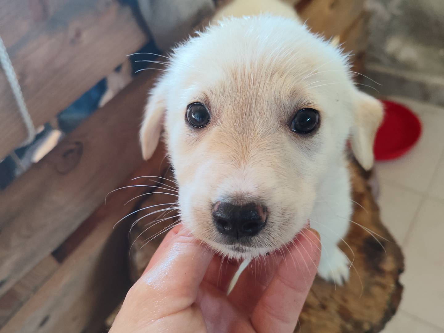 Adotta un cane, maschio, 3 mesi, Catanzaro