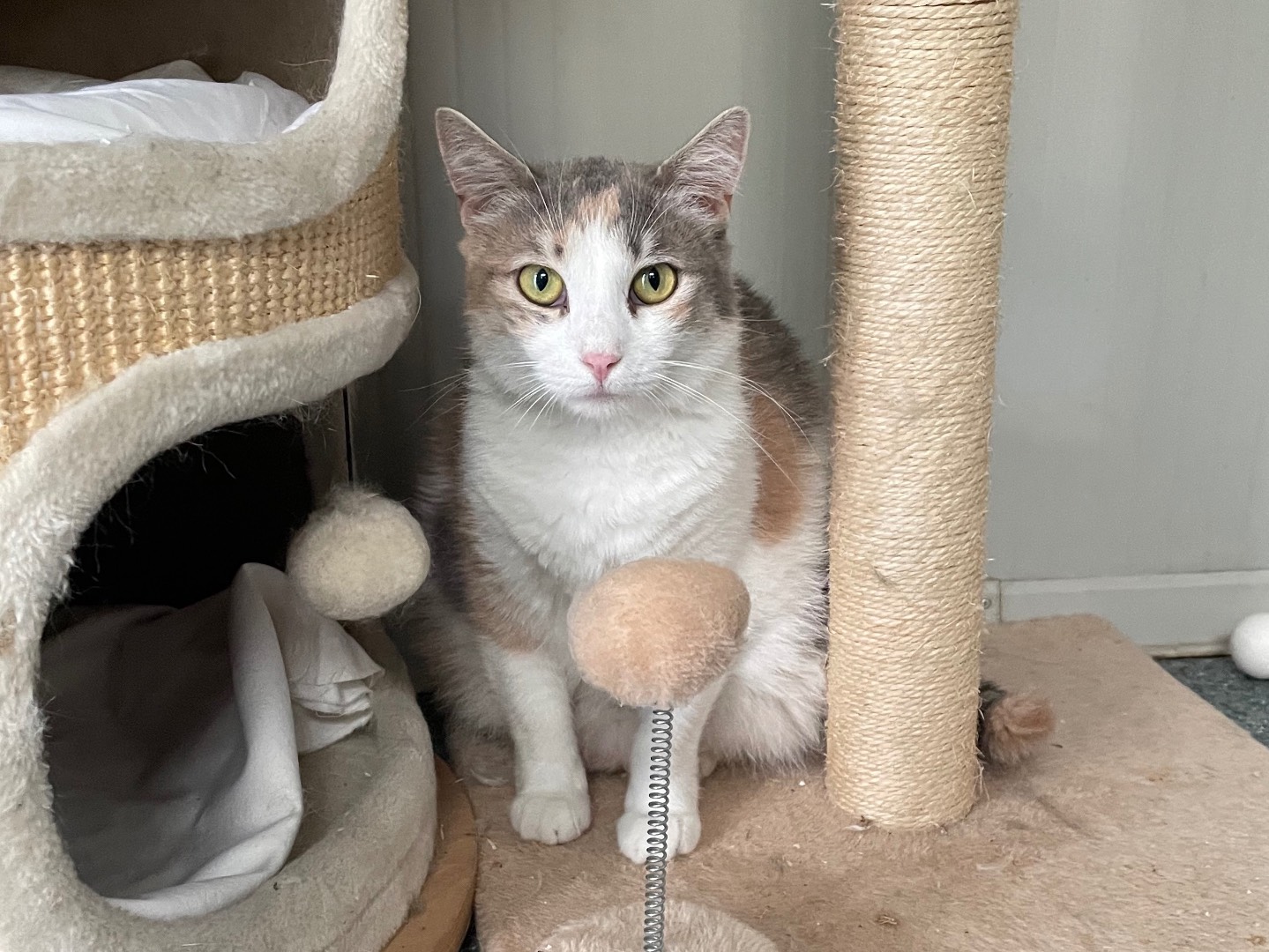 Adotta un gatto, femmina, 5 anni e 5 mesi, Milano