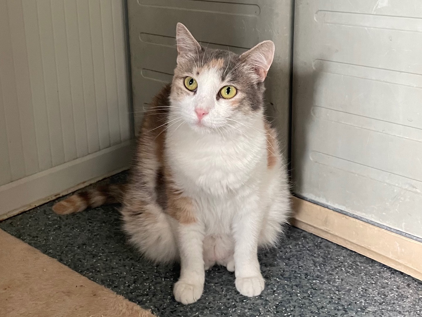 Adozione gatto, femmina, Razza sconosciuta Razza sconosciuta, 5 anni e 5 mesi, taglia non valida, Milano