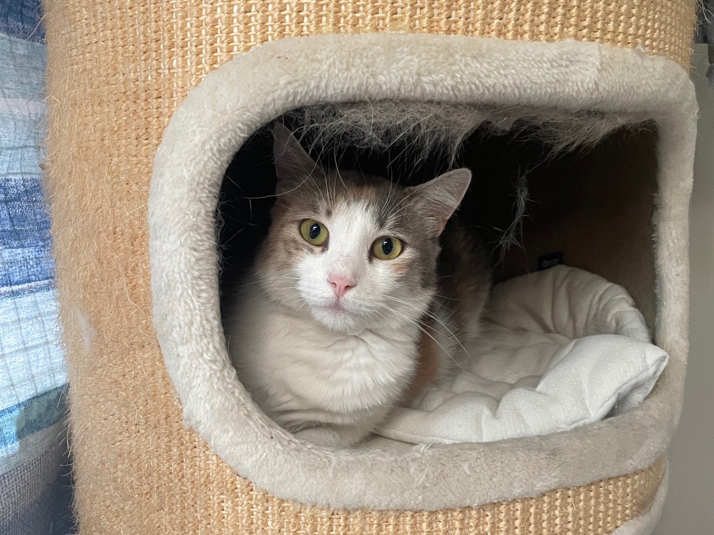 Vuoi adottare un gatto a Milano?