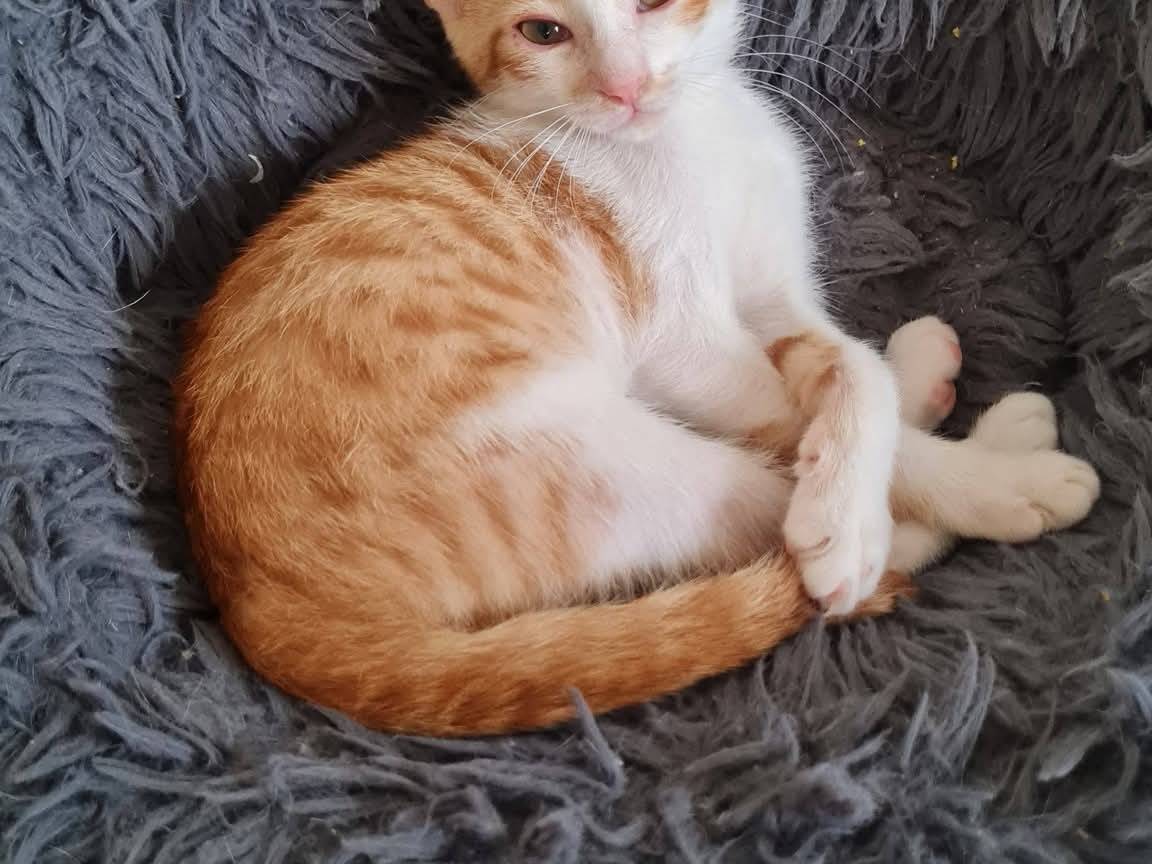 Adotta un gatto, maschio, 2 mesi, Napoli