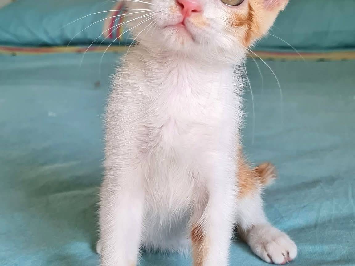 Adozione gatto, maschio, Razza sconosciuta Razza sconosciuta, 2 mesi, taglia non valida, Napoli