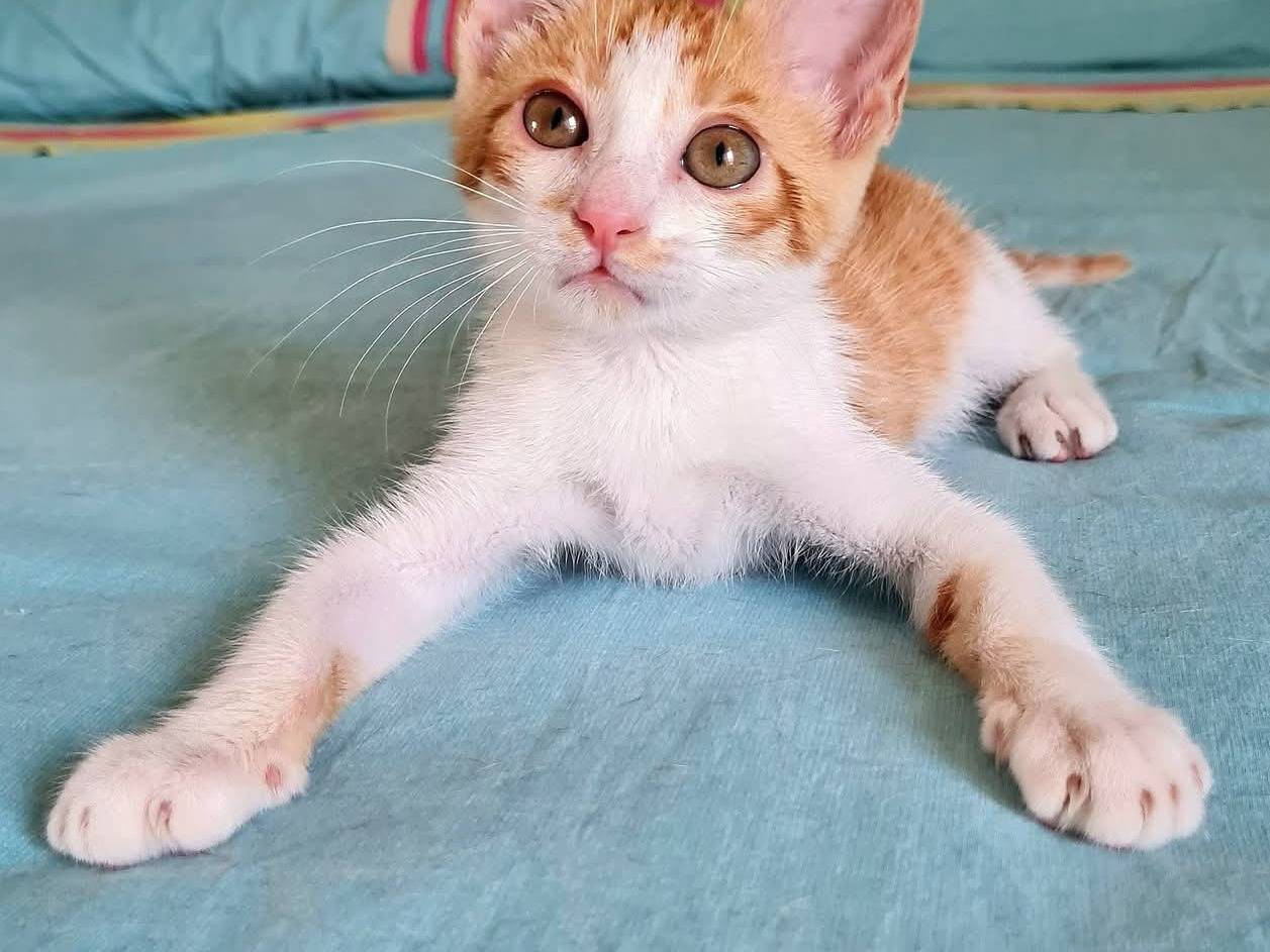 Adotta un gatto, taglia non valida, maschio, Napoli