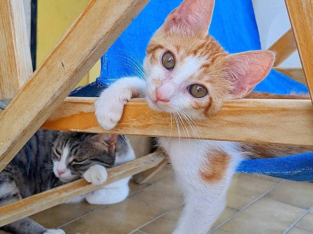 Vuoi adottare un gatto a Napoli?