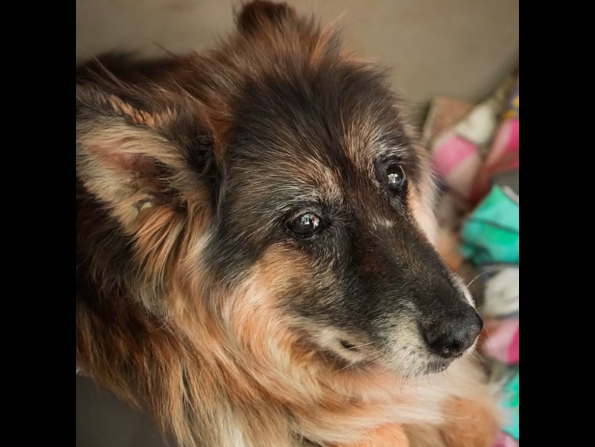 Adozione cane, femmina, Pastore tedesco Razza sconosciuta, 11 anni, taglia media, Bologna