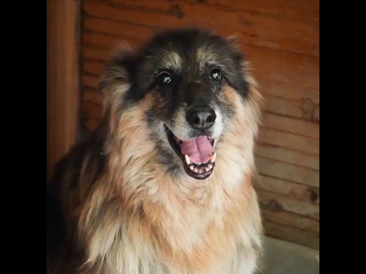 Adotta un cane, femmina, 11 anni, Bologna