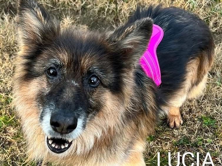 Adotta un cane, taglia media, femmina, Bologna