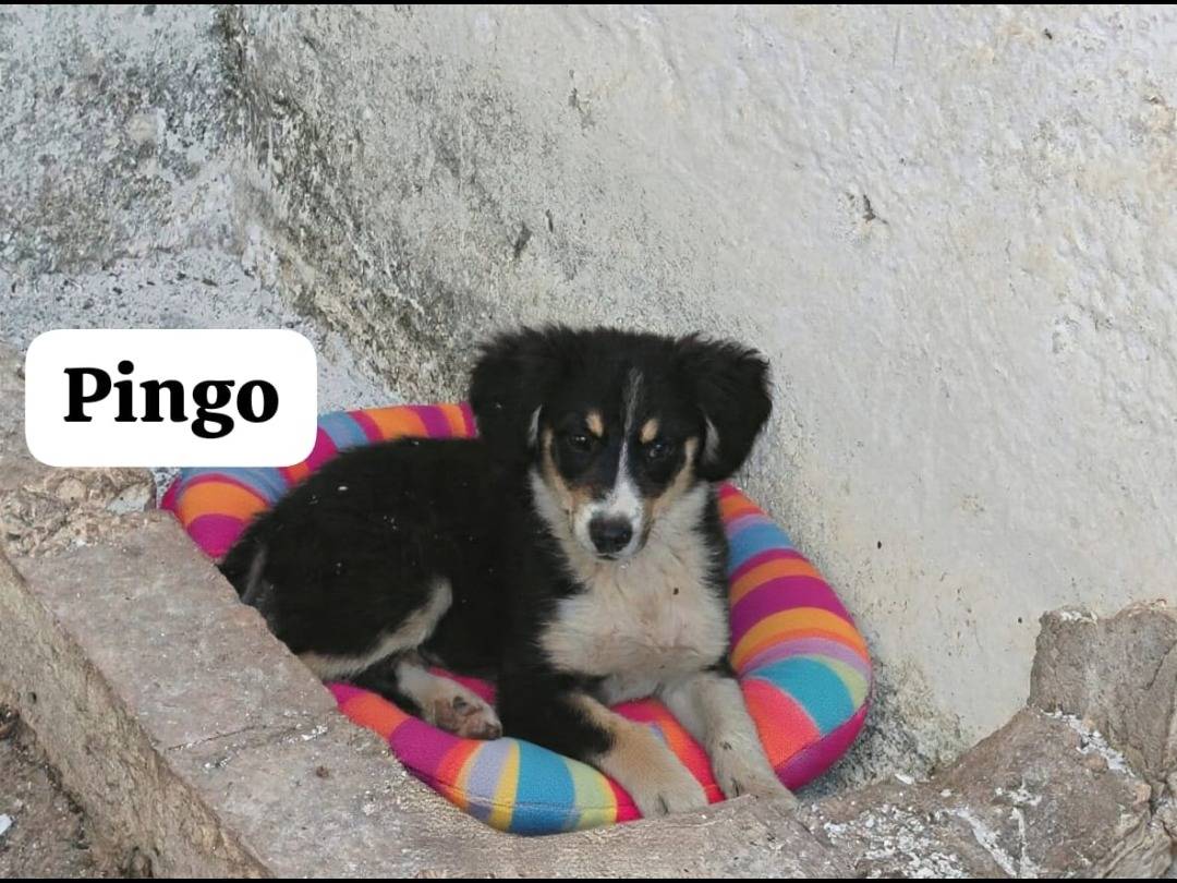 Adozione cane, maschio, Razza sconosciuta Razza sconosciuta, 2 mesi, taglia piccola, Pavia