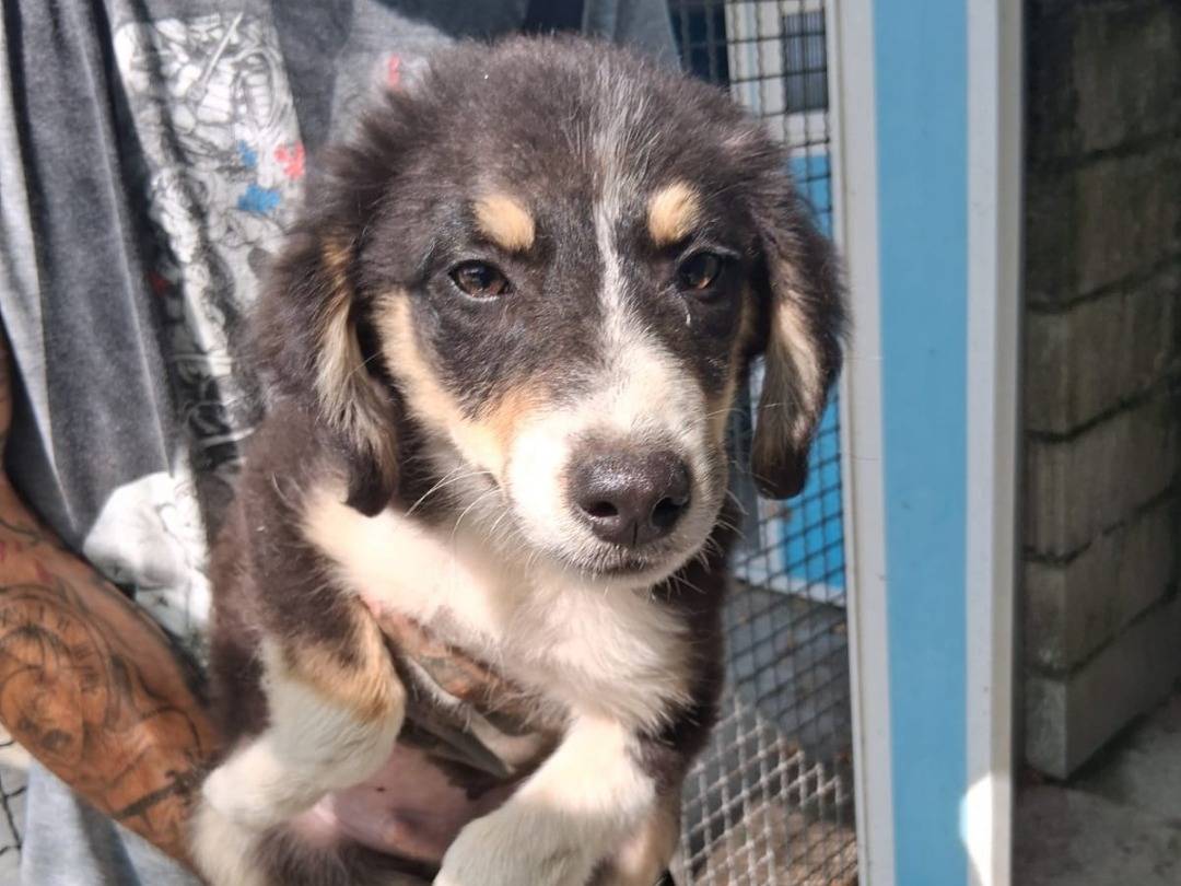 Adotta un cane, maschio, 2 mesi, Pavia