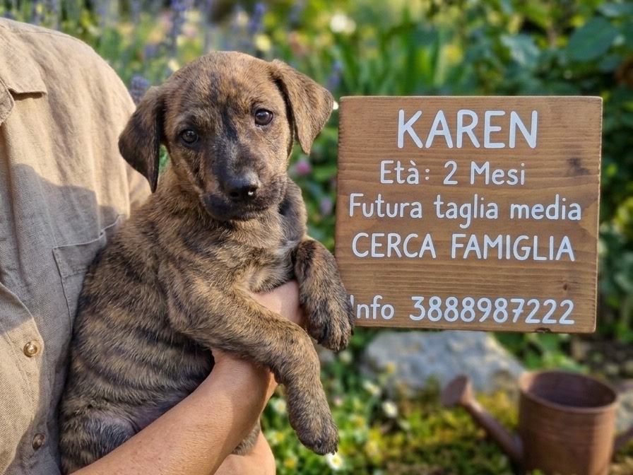 Adotta un cane, femmina, 2 mesi, Trapani