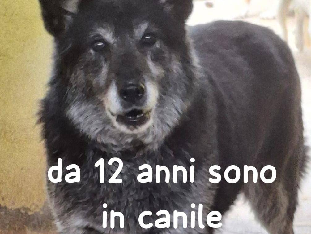 Adozione cane, femmina, Razza sconosciuta Razza sconosciuta, 12 anni e 1 mese, taglia media, Belluno