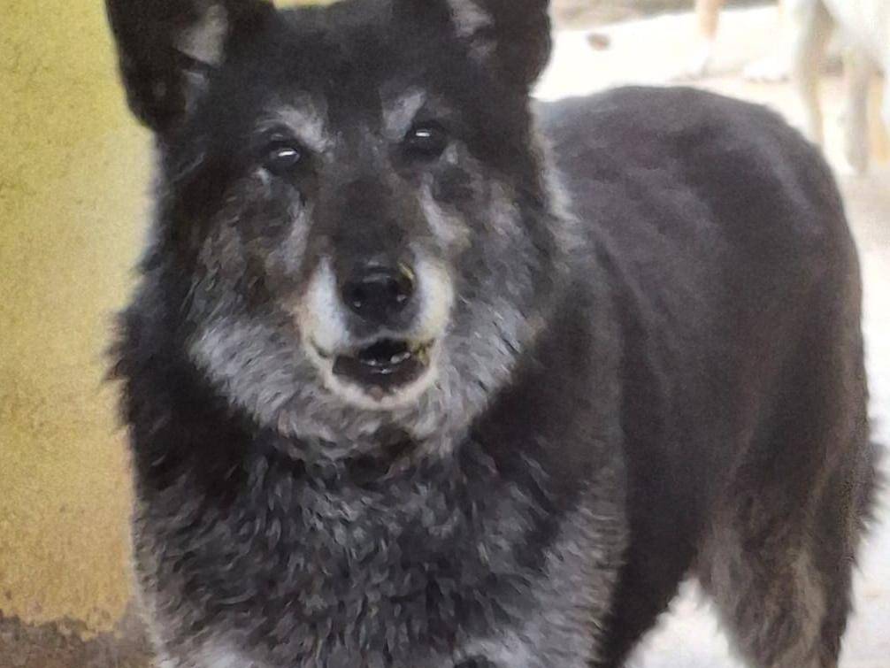 Adotta un cane, femmina, 12 anni e 1 mese, Belluno