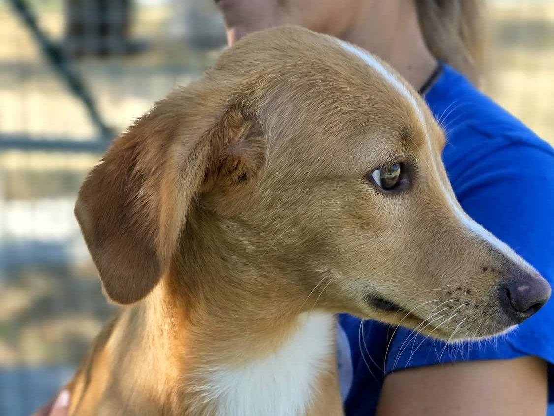 Adozione cane, maschio, Razza sconosciuta Razza sconosciuta, 5 mesi, taglia media contenuta, Padova