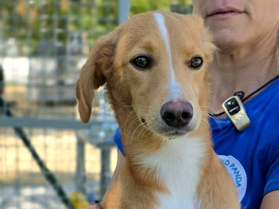 Adotta un cane, maschio, 5 mesi, Padova