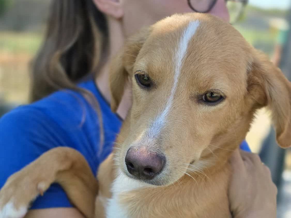 Adotta un cane, taglia media contenuta, maschio, Padova
