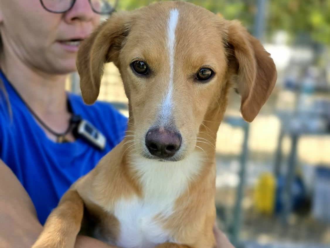 Vuoi adottare un cane a Padova?