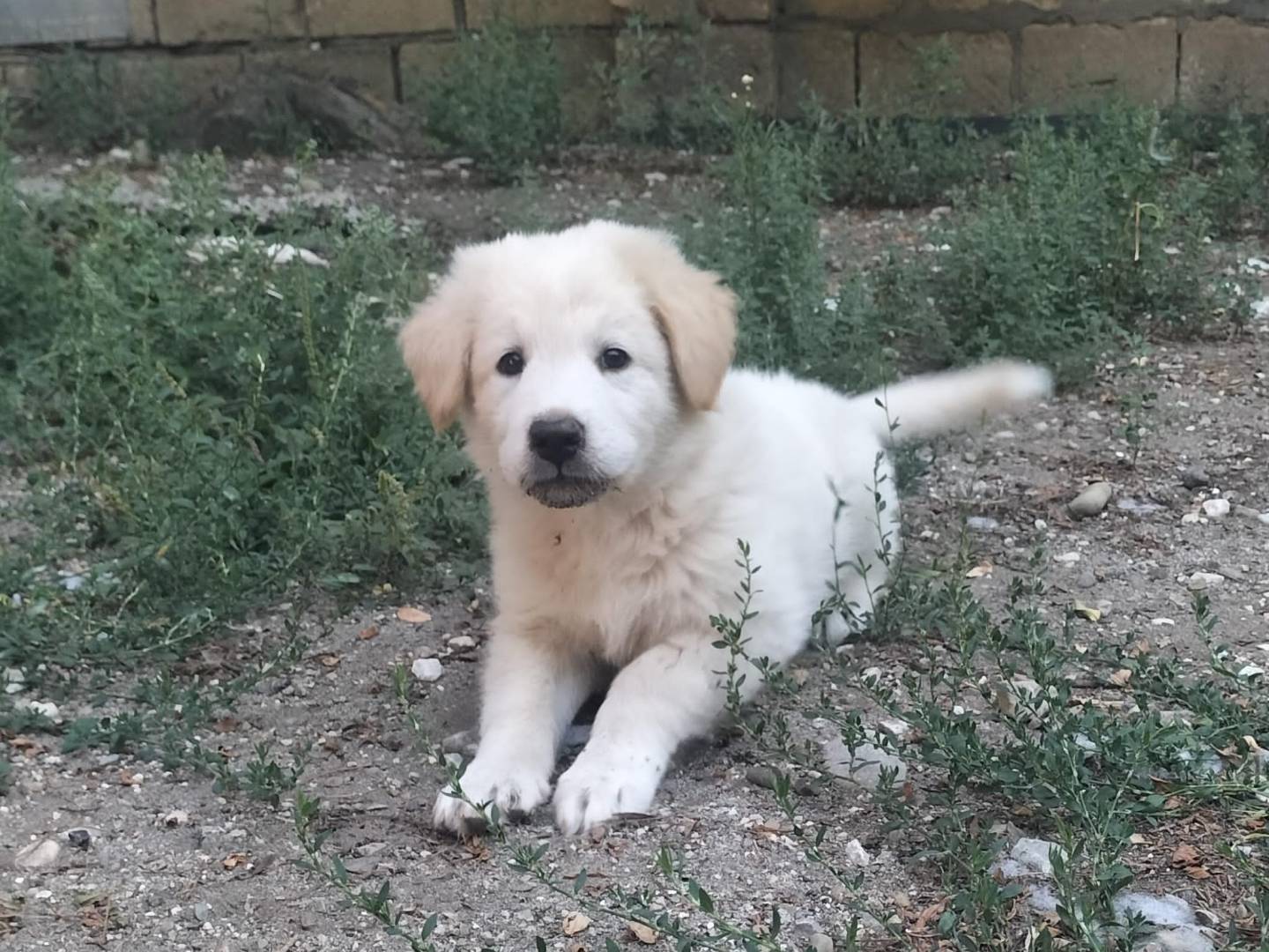 Vuoi adottare un cane a Potenza?