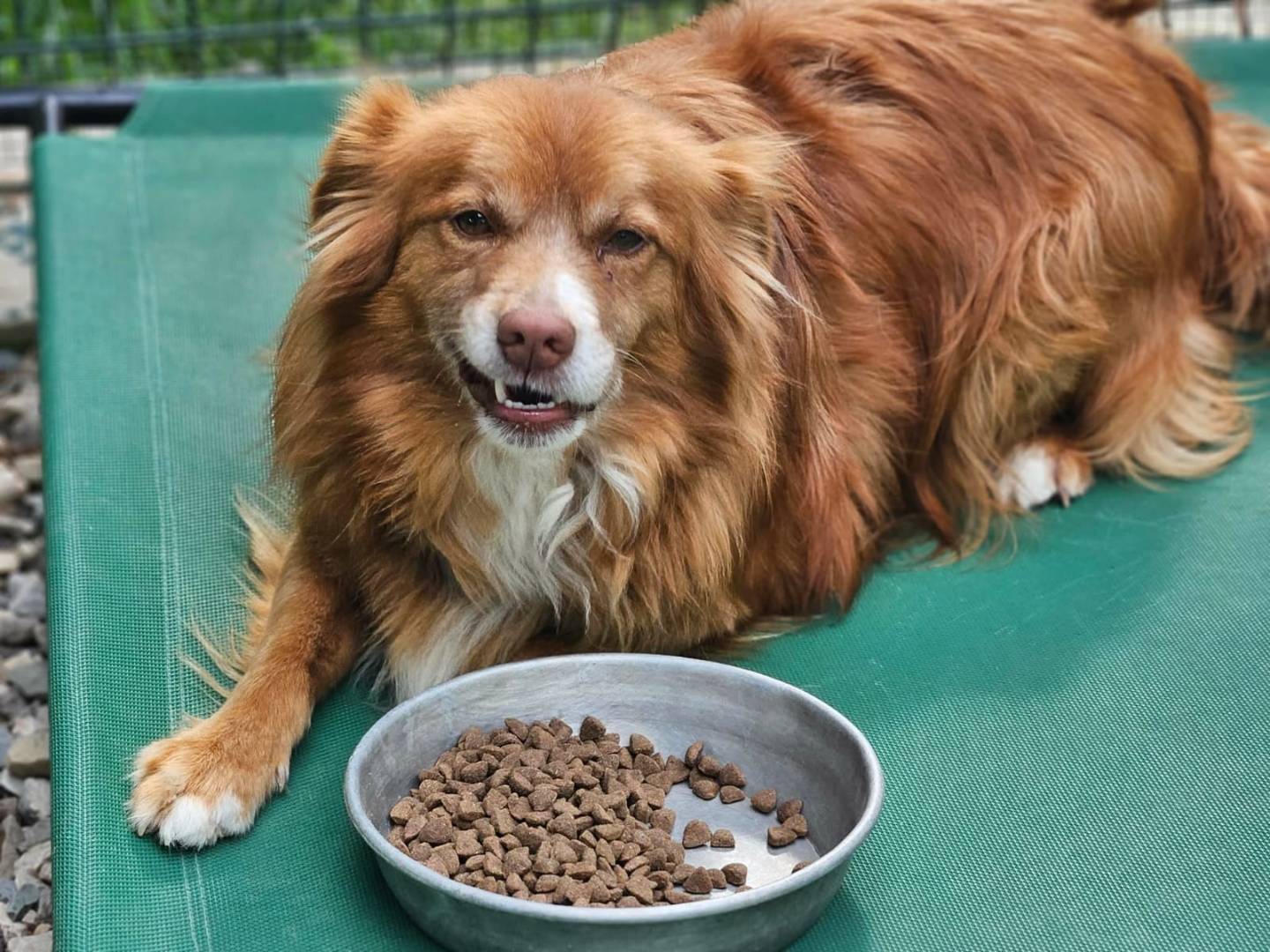 Vuoi adottare un cane a Avellino?