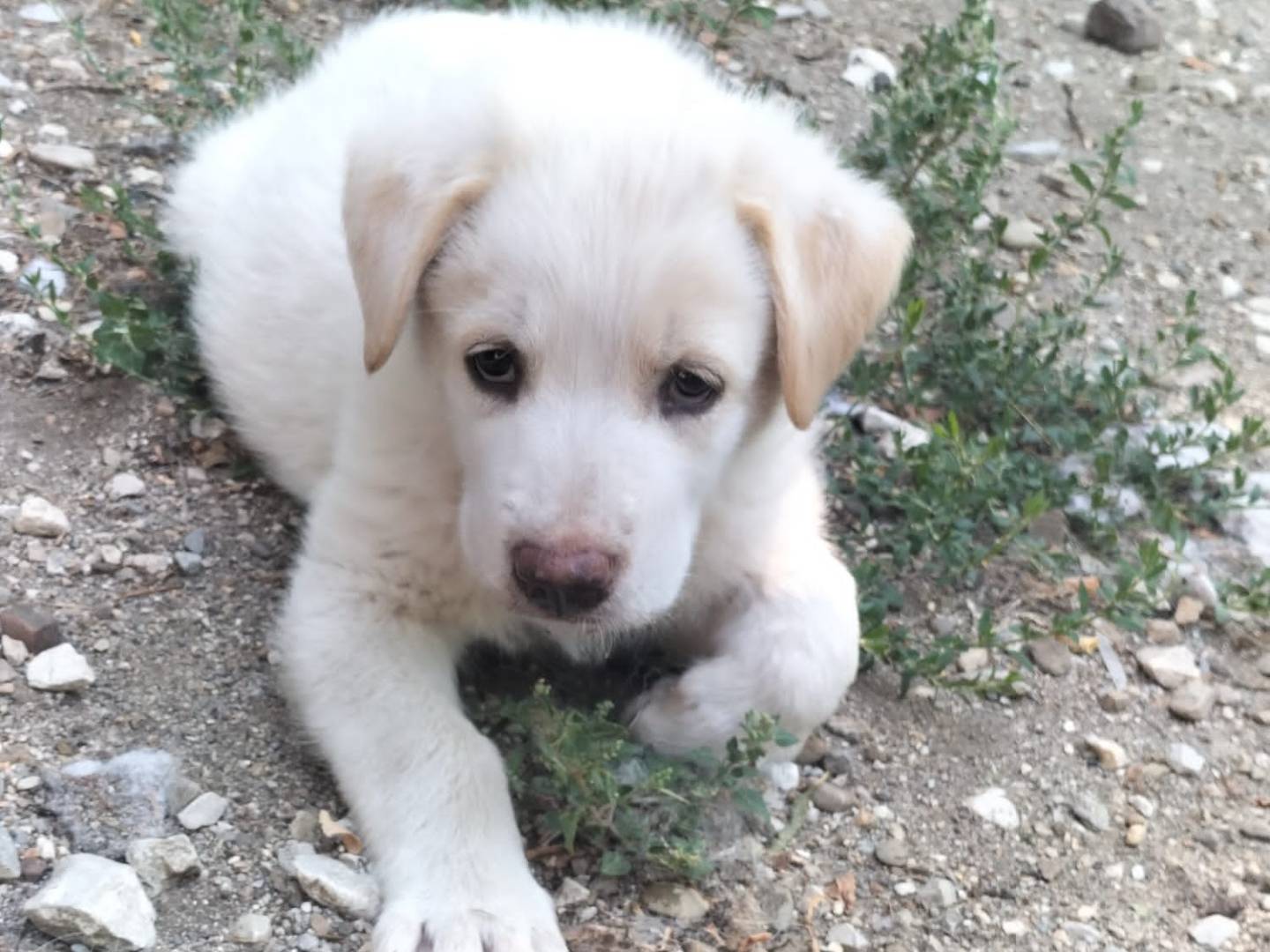 Vuoi adottare un cane a Potenza?