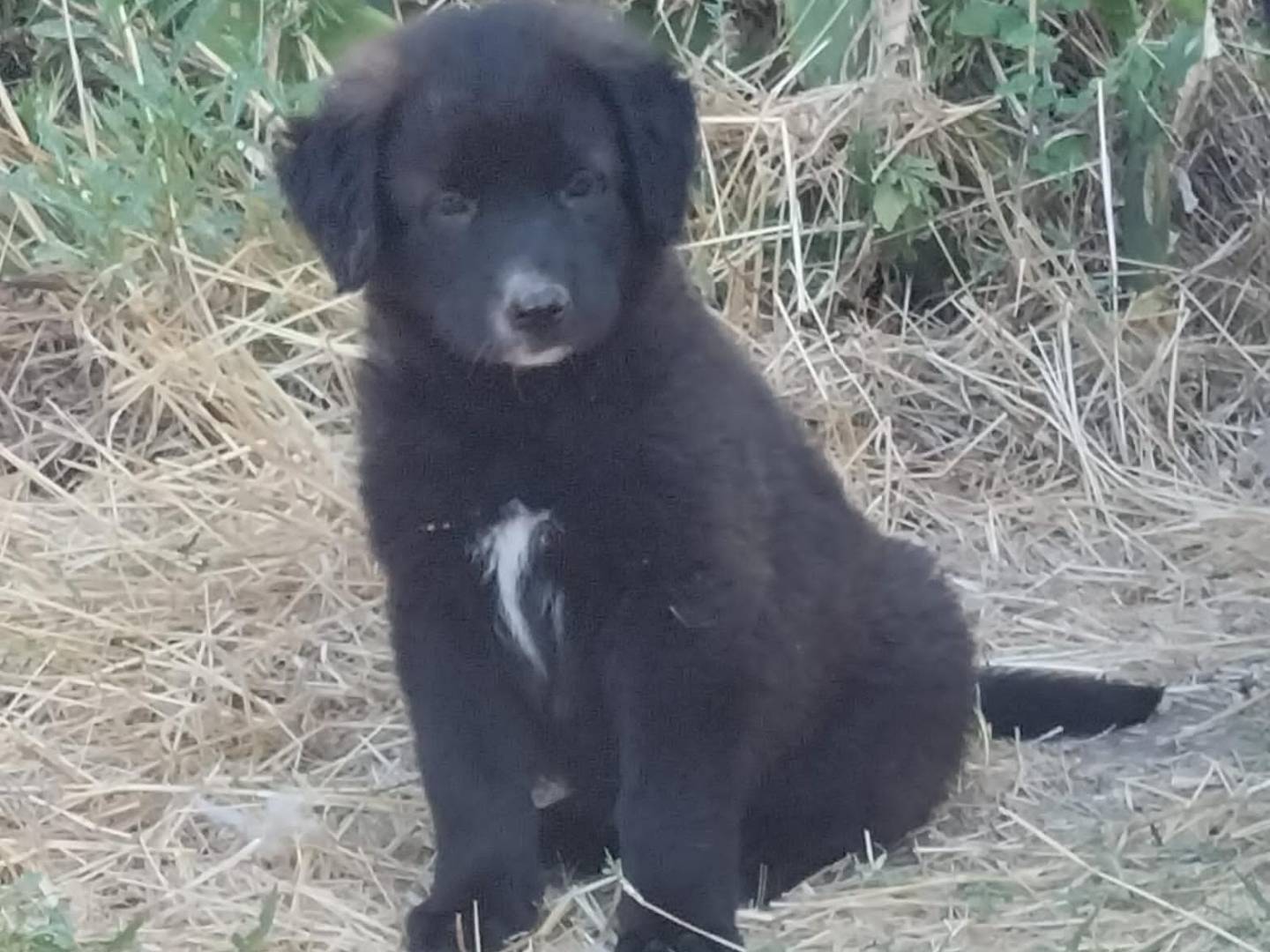Adotta un cane, maschio, 3 mesi, Potenza