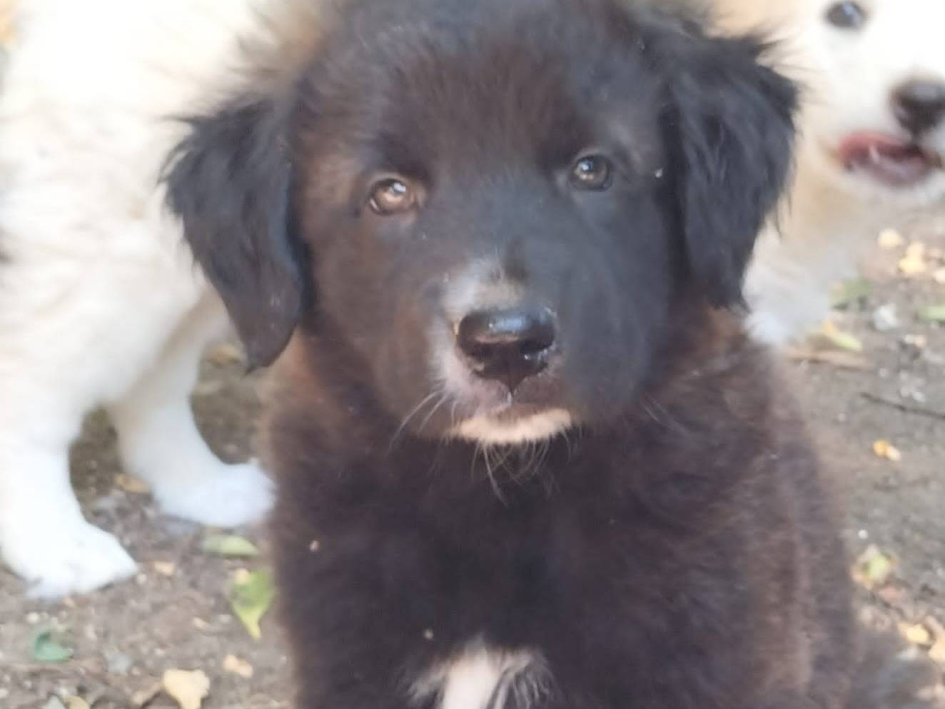 Adozione cane, maschio, Razza sconosciuta Razza sconosciuta, 3 mesi, taglia media, Potenza