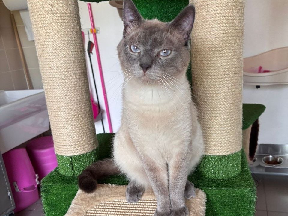 Adozione gatto, maschio, Razza sconosciuta Razza sconosciuta, 1 anno e 2 mesi, taglia non valida, Brescia