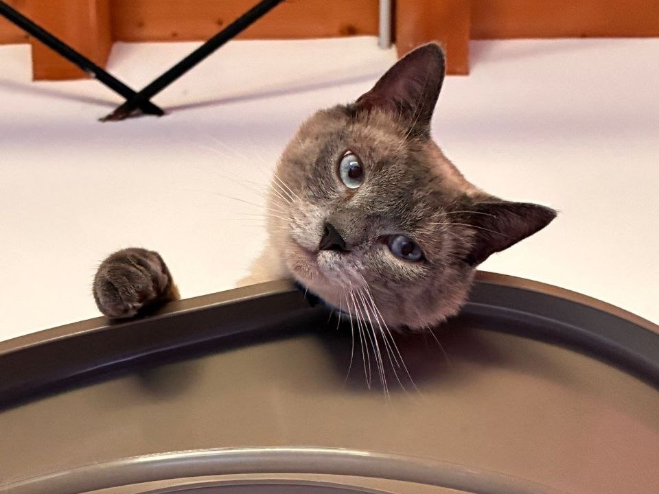 Adotta un gatto, maschio, 1 anno e 2 mesi, Brescia
