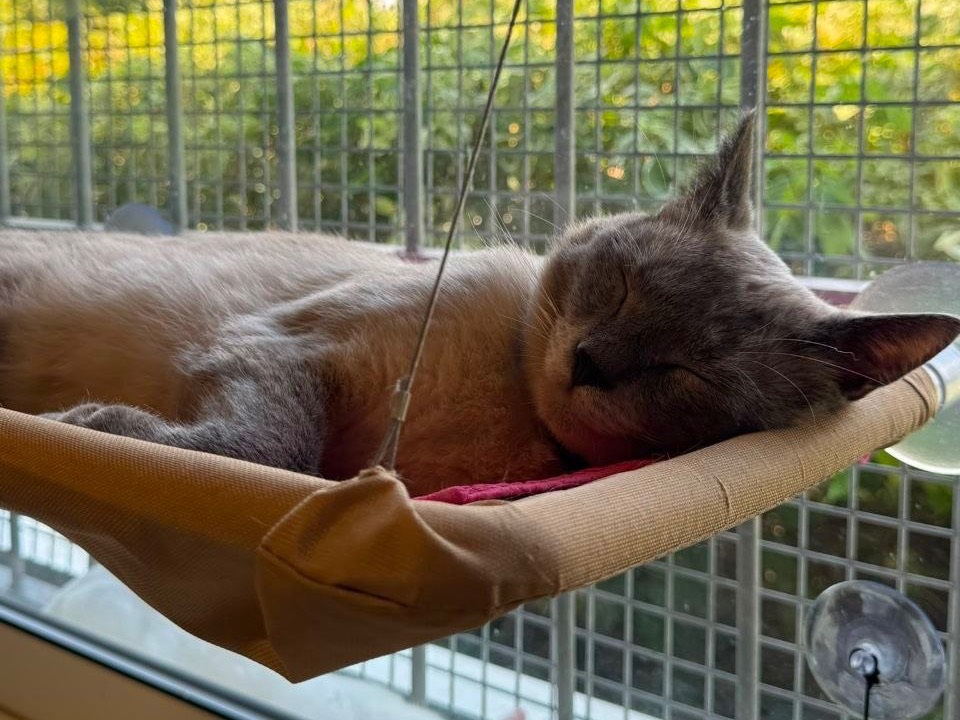 Adotta un gatto, taglia non valida, maschio, Brescia