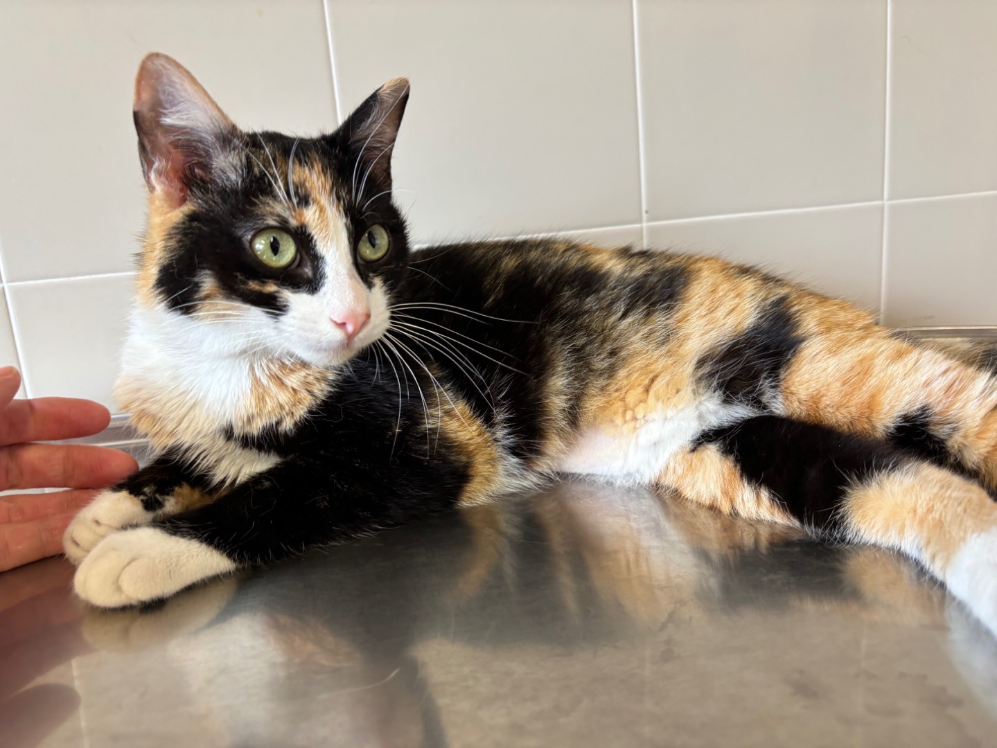 Adozione gatto, femmina, Razza sconosciuta Razza sconosciuta, 9 mesi, taglia non valida, Brescia