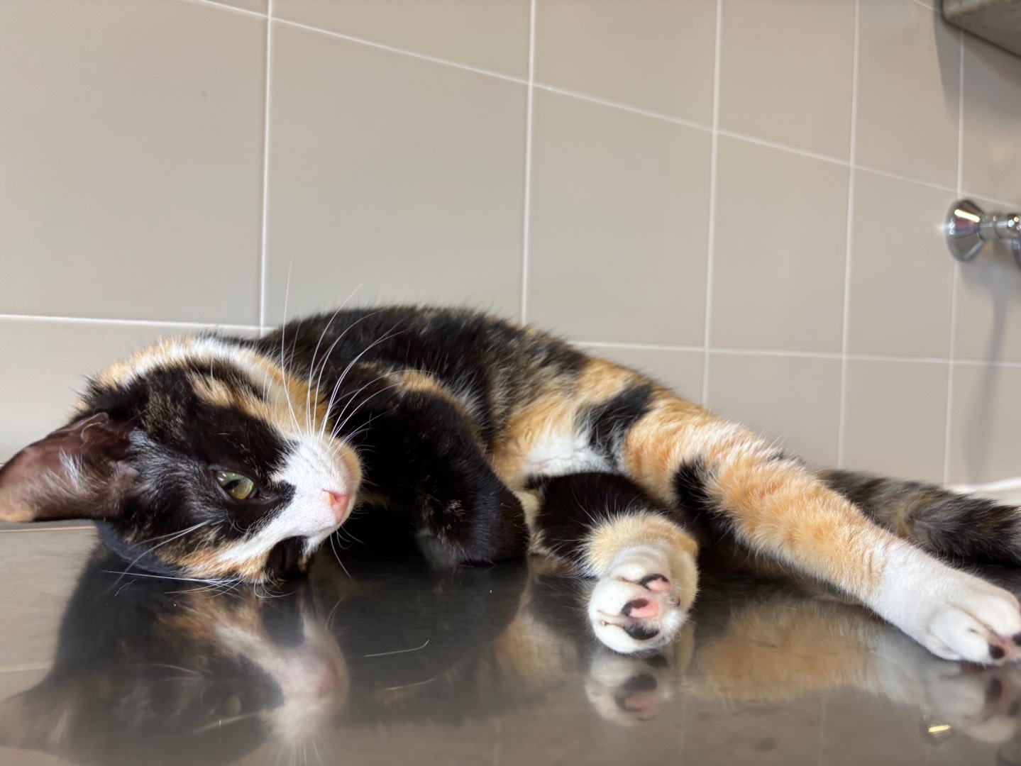 Adotta un gatto, femmina, 9 mesi, Brescia