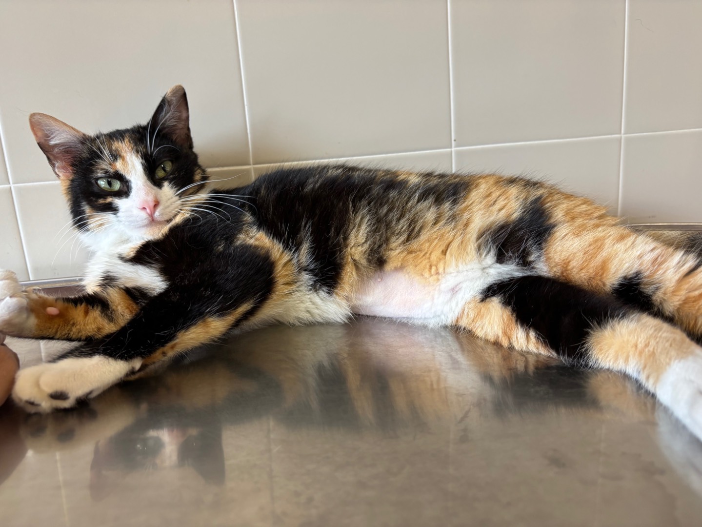 Adotta un gatto, taglia non valida, femmina, Brescia