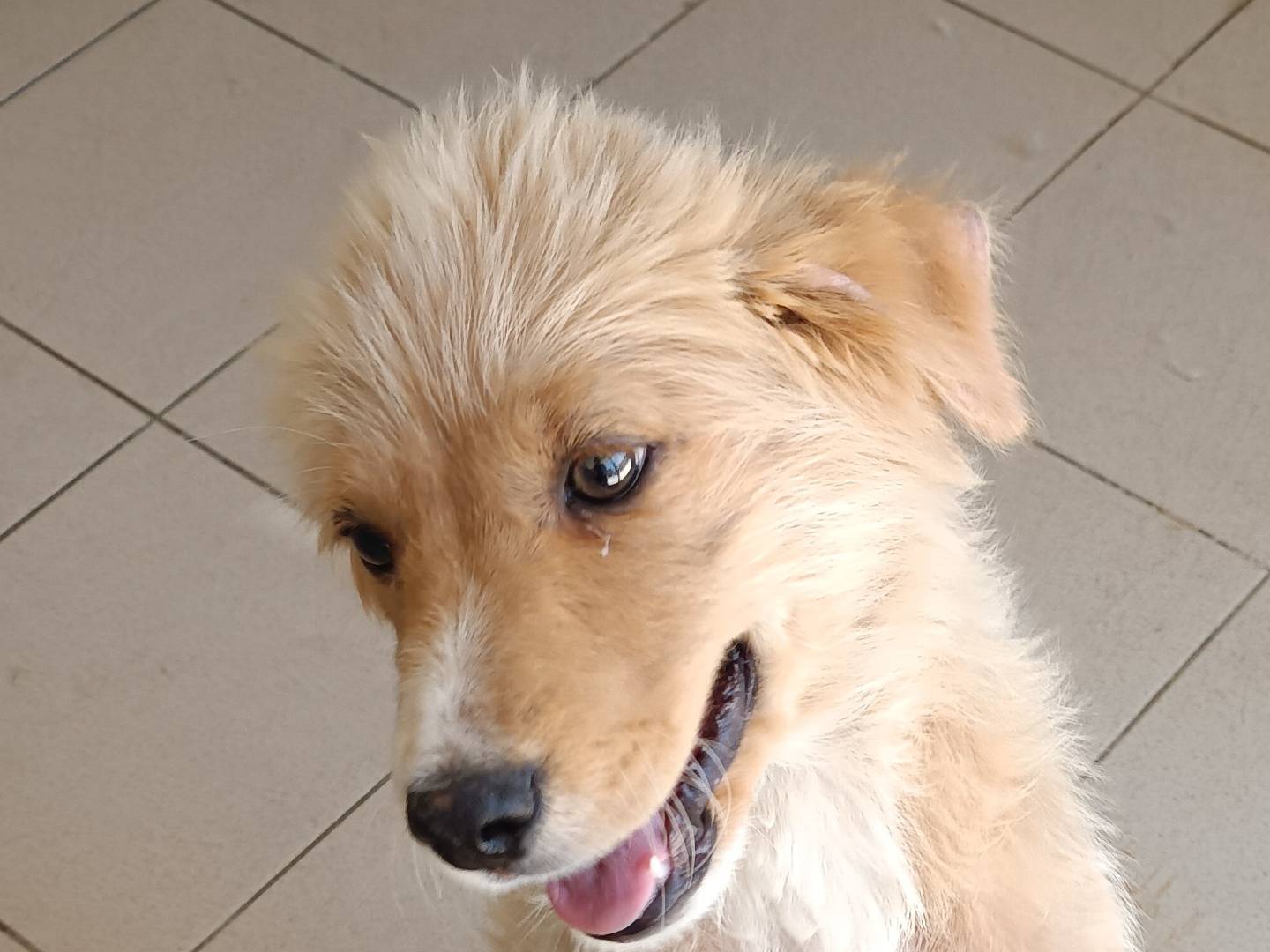 Adozione cane, maschio, Razza sconosciuta Razza sconosciuta, 2 mesi, taglia media, Potenza