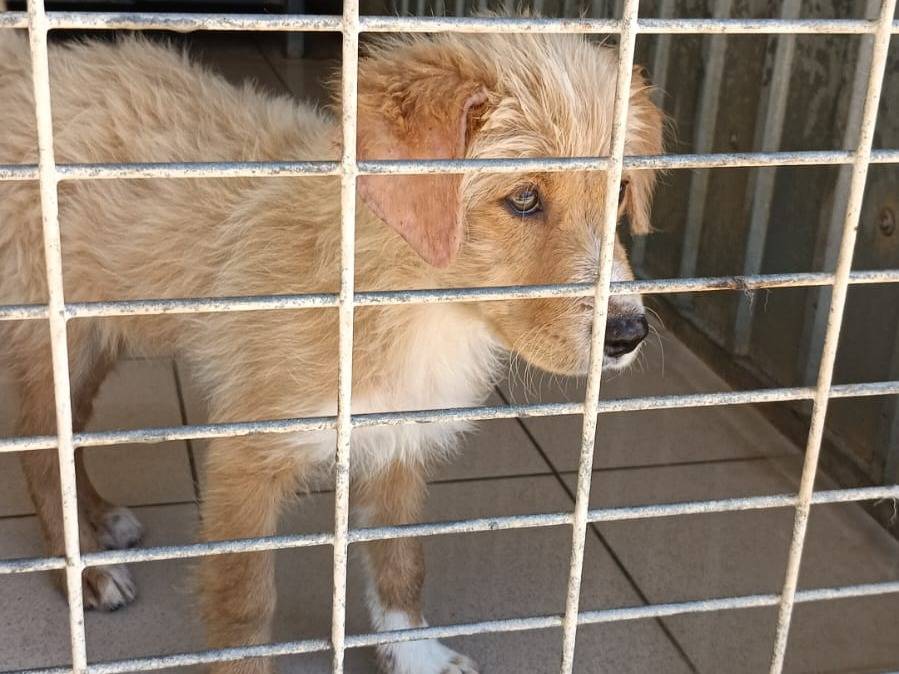 Adotta un cane, maschio, 2 mesi, Potenza