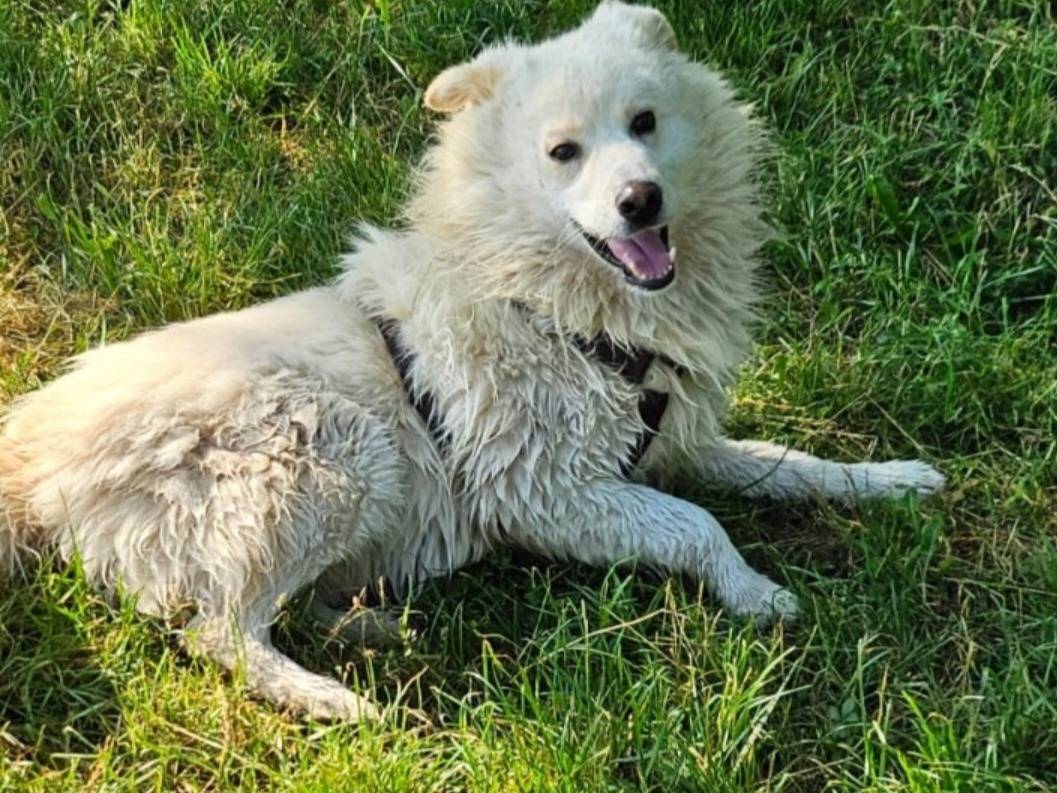 Adotta un cane, maschio, 5 anni e 1 mese, Novara