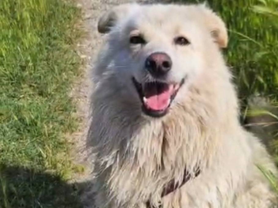 Adotta il cane FIORE SOS CASETTA CON GIARDINO a Novara