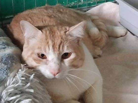 Adozione gatto, maschio, Razza sconosciuta Razza sconosciuta, 2 anni e 5 mesi, taglia non valida, Varese