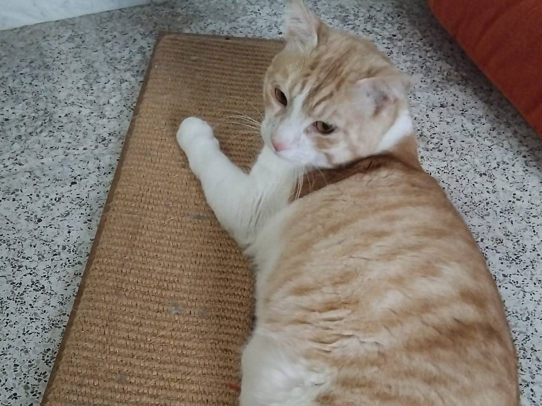 Adotta un gatto, taglia non valida, maschio, Varese