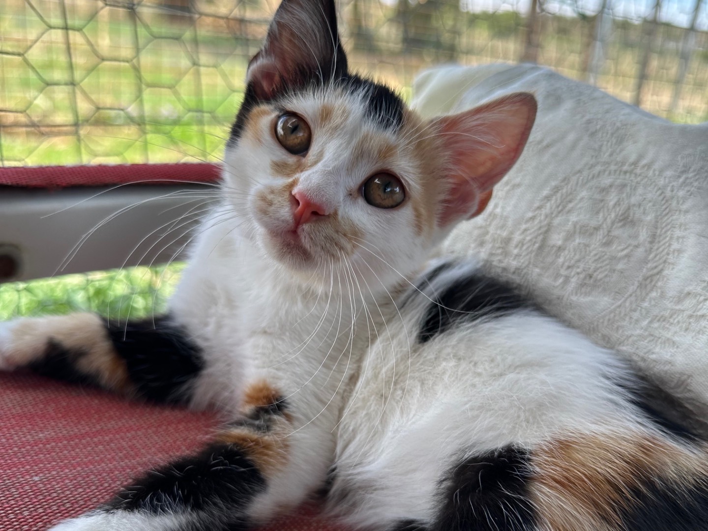 Adozione gatto, femmina, Razza sconosciuta Razza sconosciuta, 2 mesi, taglia non valida, Roma