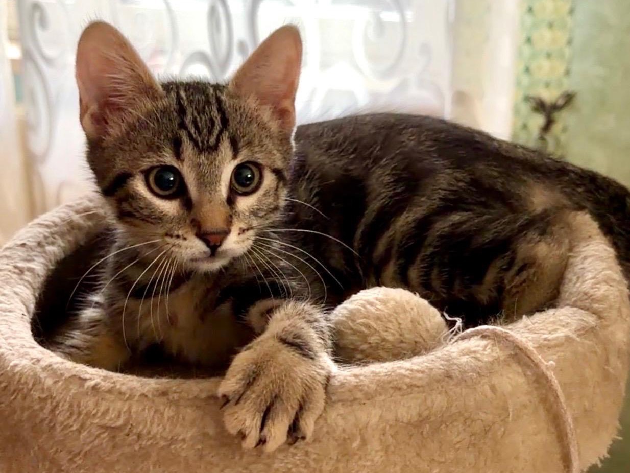 Adozione gatto, maschio, Razza sconosciuta Razza sconosciuta, 2 mesi, taglia non valida, Roma