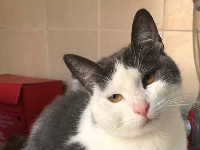 Adozione gatto, femmina, Razza sconosciuta Razza sconosciuta, 5 anni e 6 mesi, taglia non valida, Genova