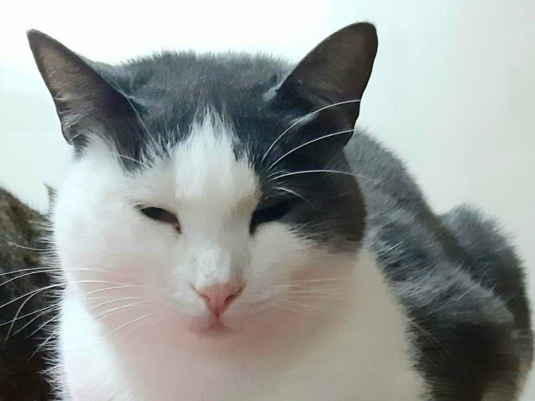 Adotta un gatto, femmina, 5 anni e 6 mesi, Genova
