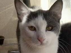 Vuoi adottare un gatto a Genova?
