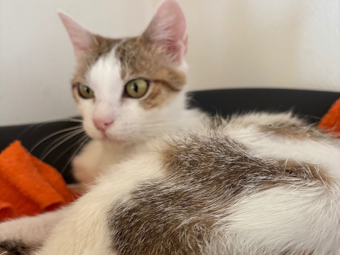 Adotta un gatto, femmina, 6 anni e 1 mese, Brescia