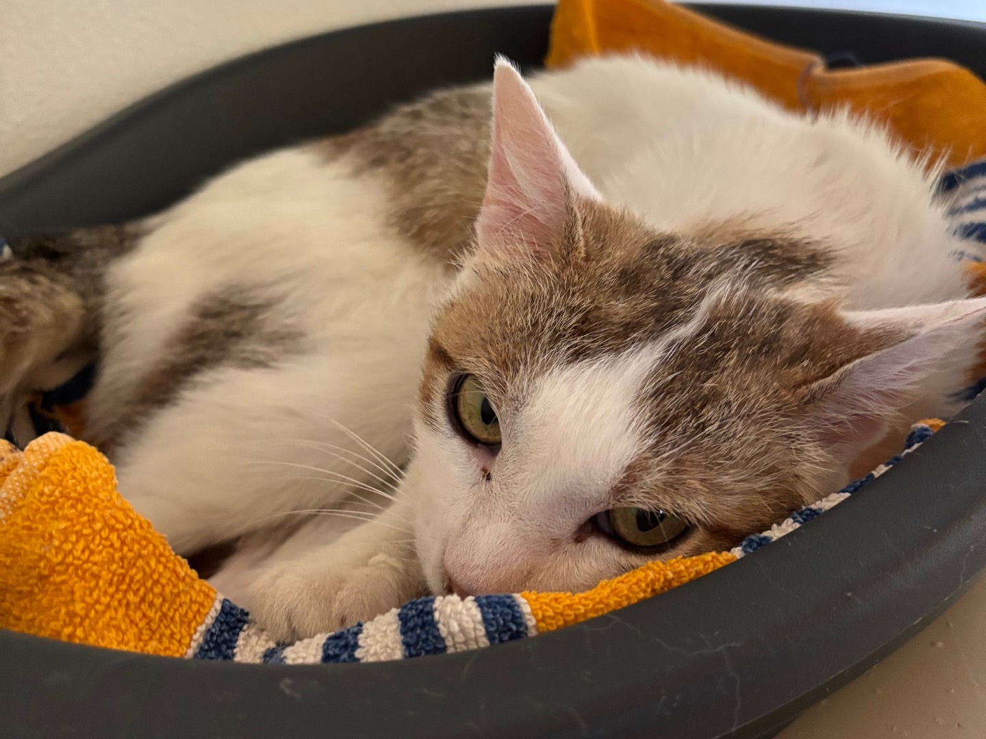 Adozione gatto, femmina, Razza sconosciuta Razza sconosciuta, 6 anni e 1 mese, taglia non valida, Brescia