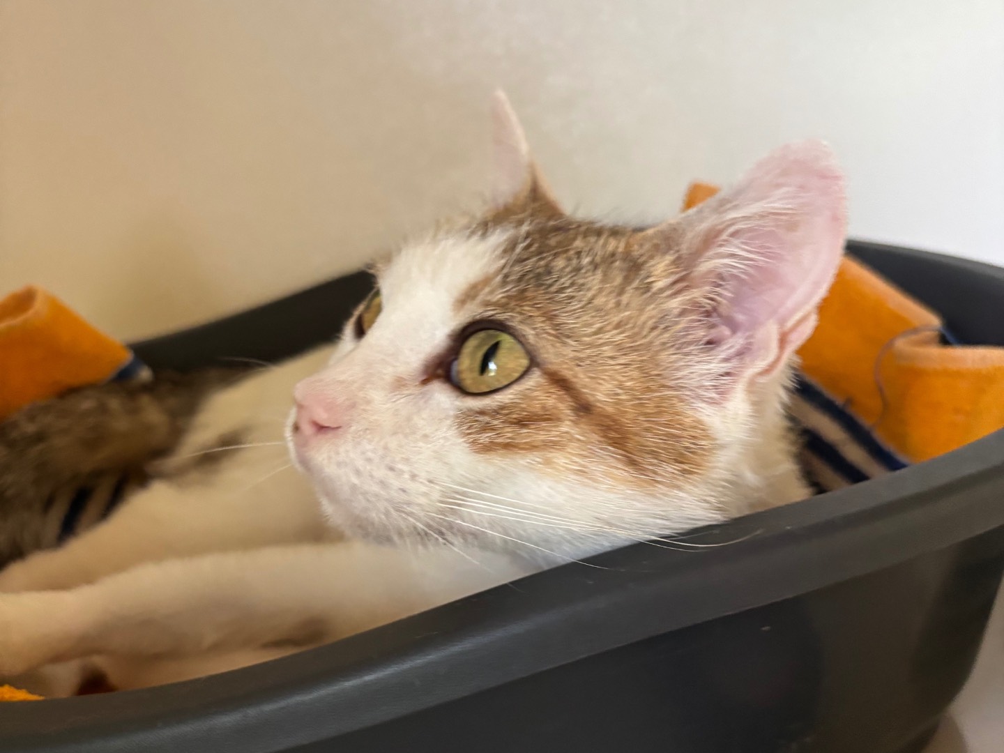 Adotta un gatto, taglia non valida, femmina, Brescia