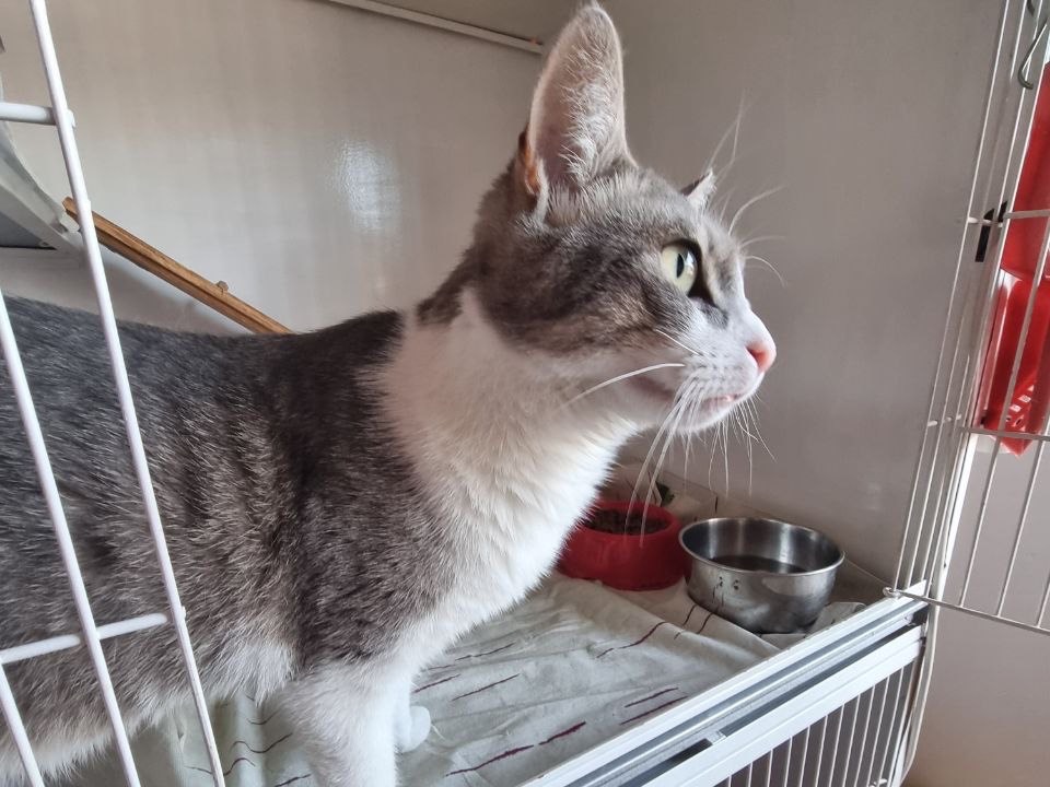 Adozione gatto, maschio, Razza sconosciuta Razza sconosciuta, 1 anno e 11 mesi, taglia non valida, Brescia