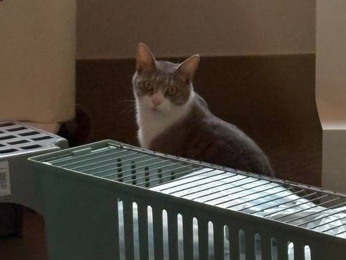Adotta un gatto, maschio, 1 anno e 11 mesi, Brescia