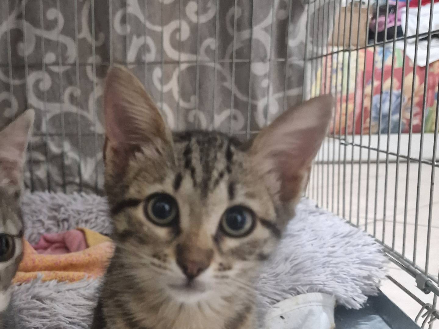 Adozione gatto, femmina, Razza sconosciuta Razza sconosciuta, 2 mesi, taglia non valida, Livorno