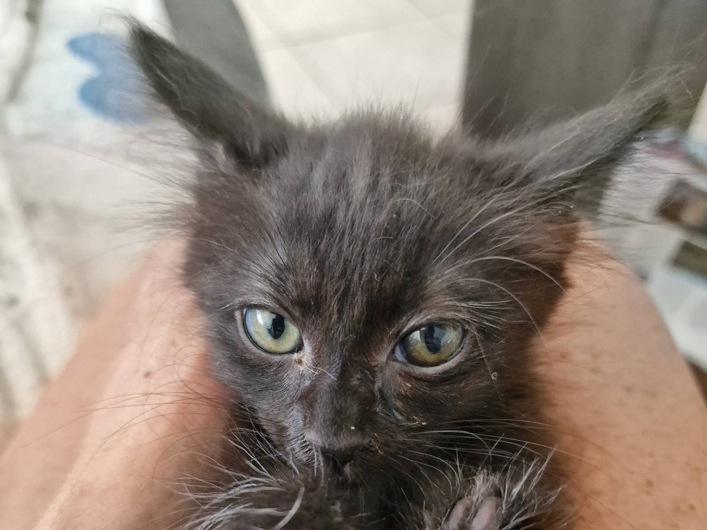 Adozione gatto, femmina, Razza sconosciuta Razza sconosciuta, 2 mesi, taglia non valida, Livorno